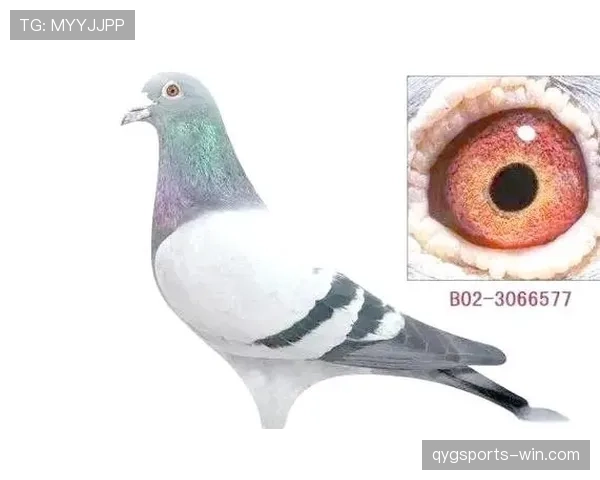 无效进球的判罚依据与常见误区解析